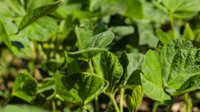 Crop Protection Network: Bean Binoculars