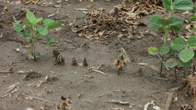 Crop Protection Network: Yield Loss Calculator