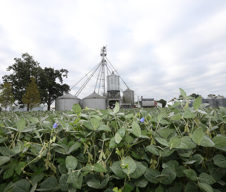 Midwest Soybean Field