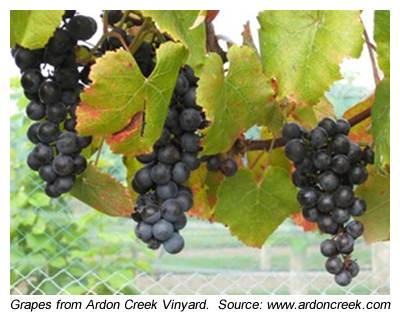Grapes at Ardon Creek Vinyard