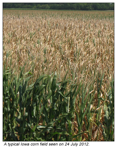 IA corn field 24 July 2012