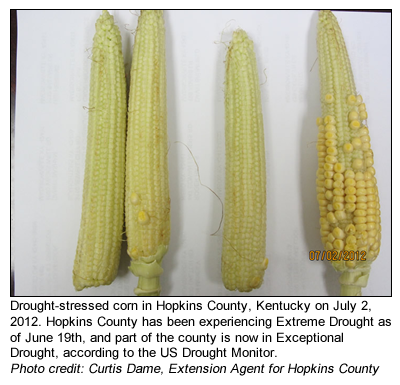 Samples of drought-stressed corn in Kentucky