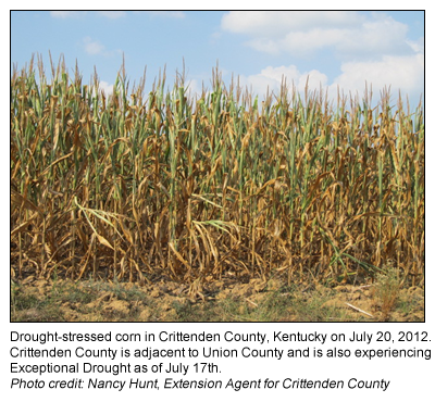 Drought-stricken corn field in Crittenden County, KY
