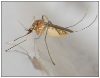 Mosquito culex pipiens