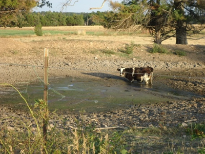 Figure 5: 2012 drought. Photo courtesy of E. Cole from P. Guinan