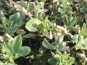 Frost-damaged alfalfa