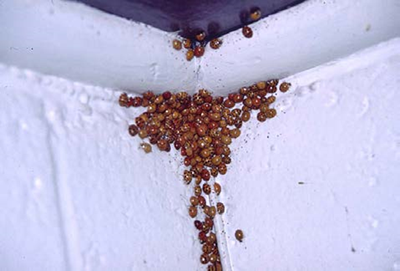 Asian multicolored lady beetles inside a home