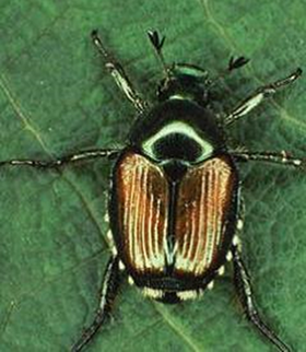 Adult Japanese Beetle
