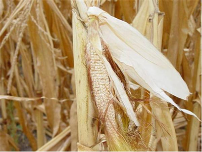 Drought Impacted corn