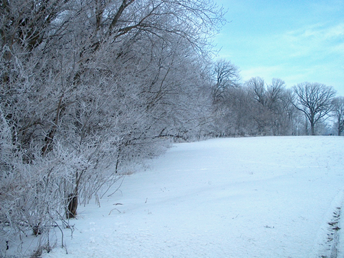 Rime icing on trees from freezing fog