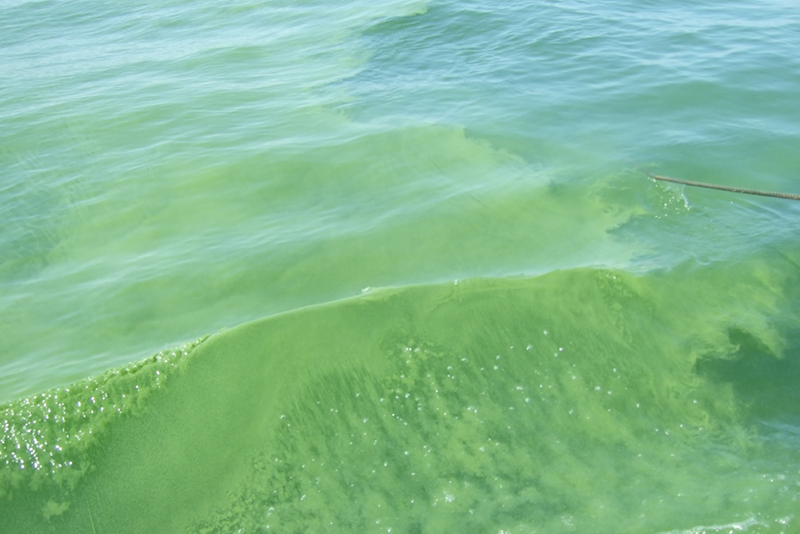 Algal bloom on August 16, 2013