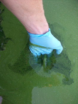 Harmfal Algal Bloom in Lake Erie