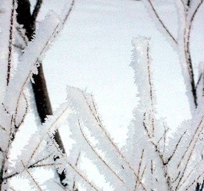 Rime icing on branches from freezing fog