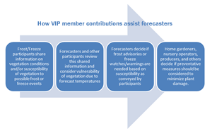 How VIP members help forecasters