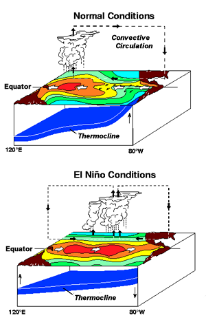 Convective circulation during normal and El Niño conditions in the equatorial Pacific Ocean